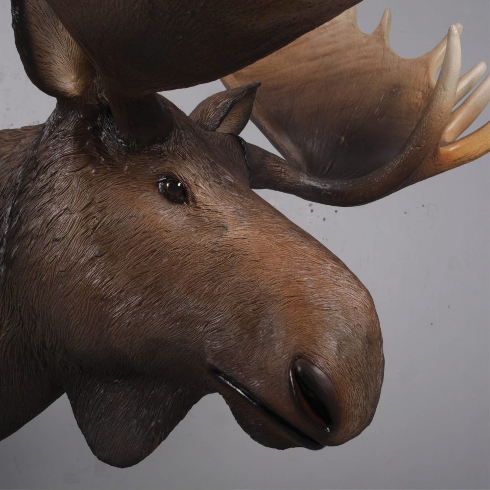 Moose standing - Life-size_brown with antlers- forest animal -side head View