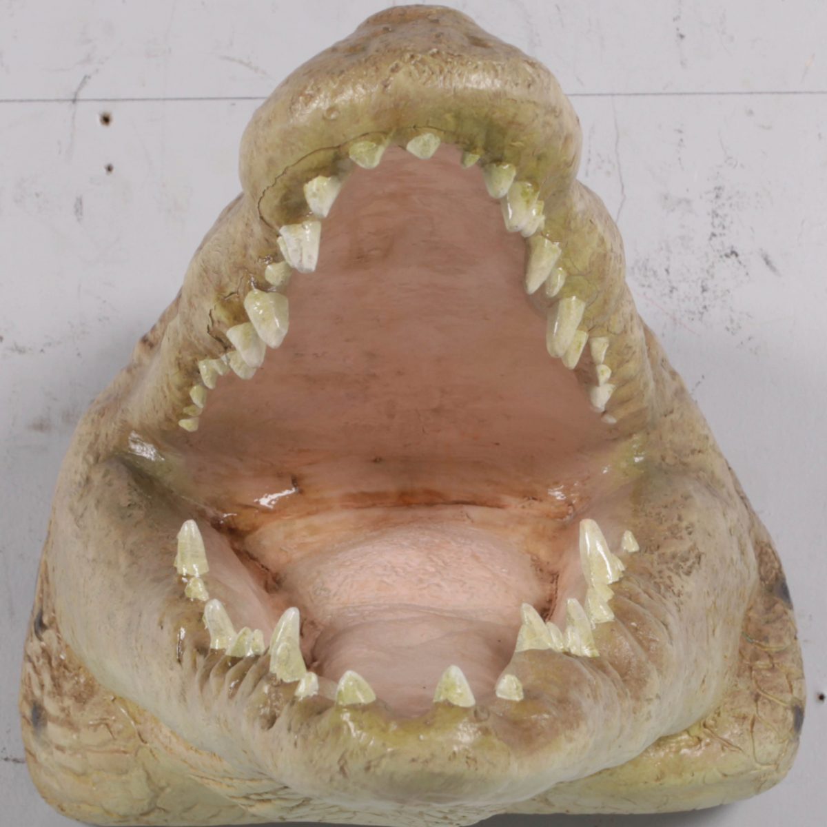Natureworks Australia Crocodile Head–Mouth Open Wall Décor