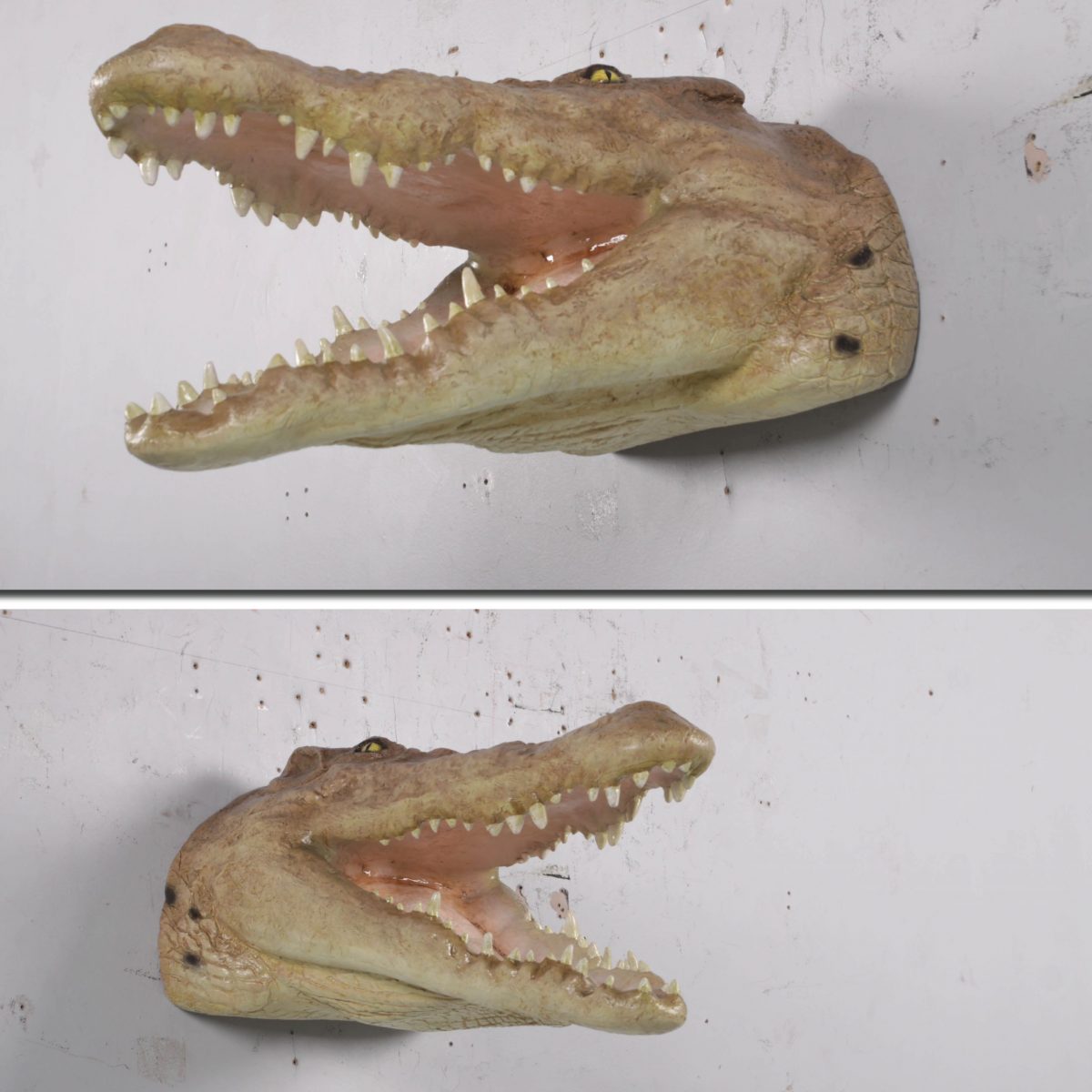 Natureworks Australia Crocodile Head Mouth Open Wall Décor various views
