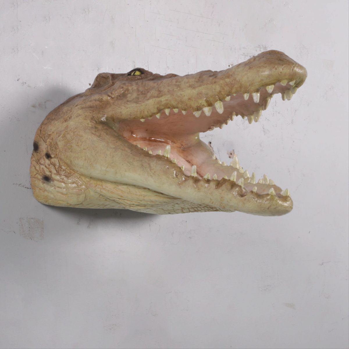 Natureworks Australia Crocodile Head–Mouth Open Wall Décor