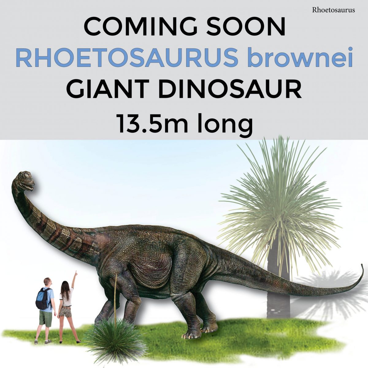 Natureworks Australia Giant dinosaur long–Rhoetosaurus brownie