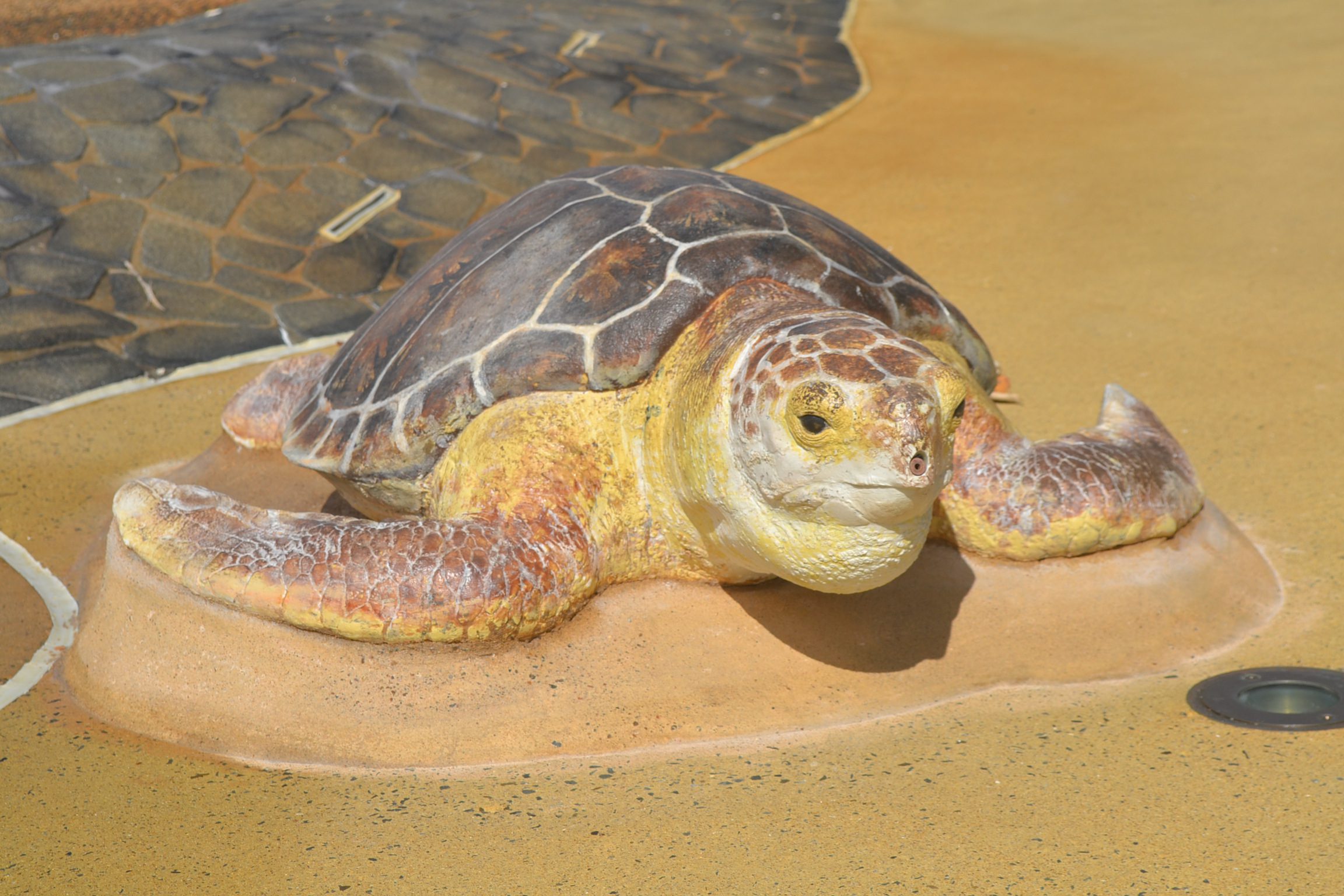 Loggerhead Turtle with internal water spout