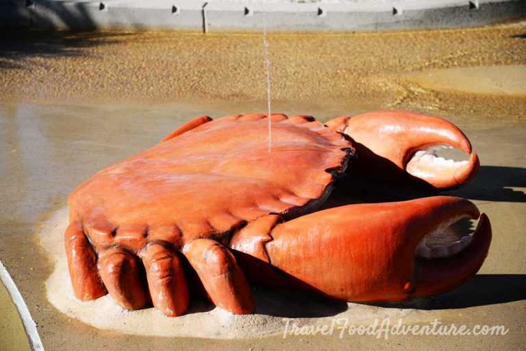 Giant Water Play Mud Crab