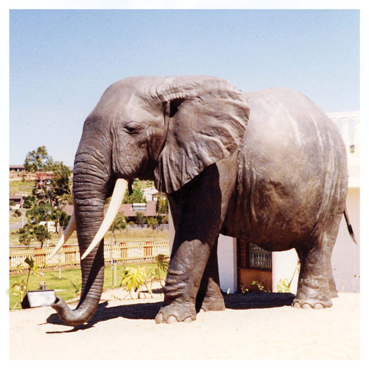 Natureworks Australia African Elephant life-size - (8ft high) statue