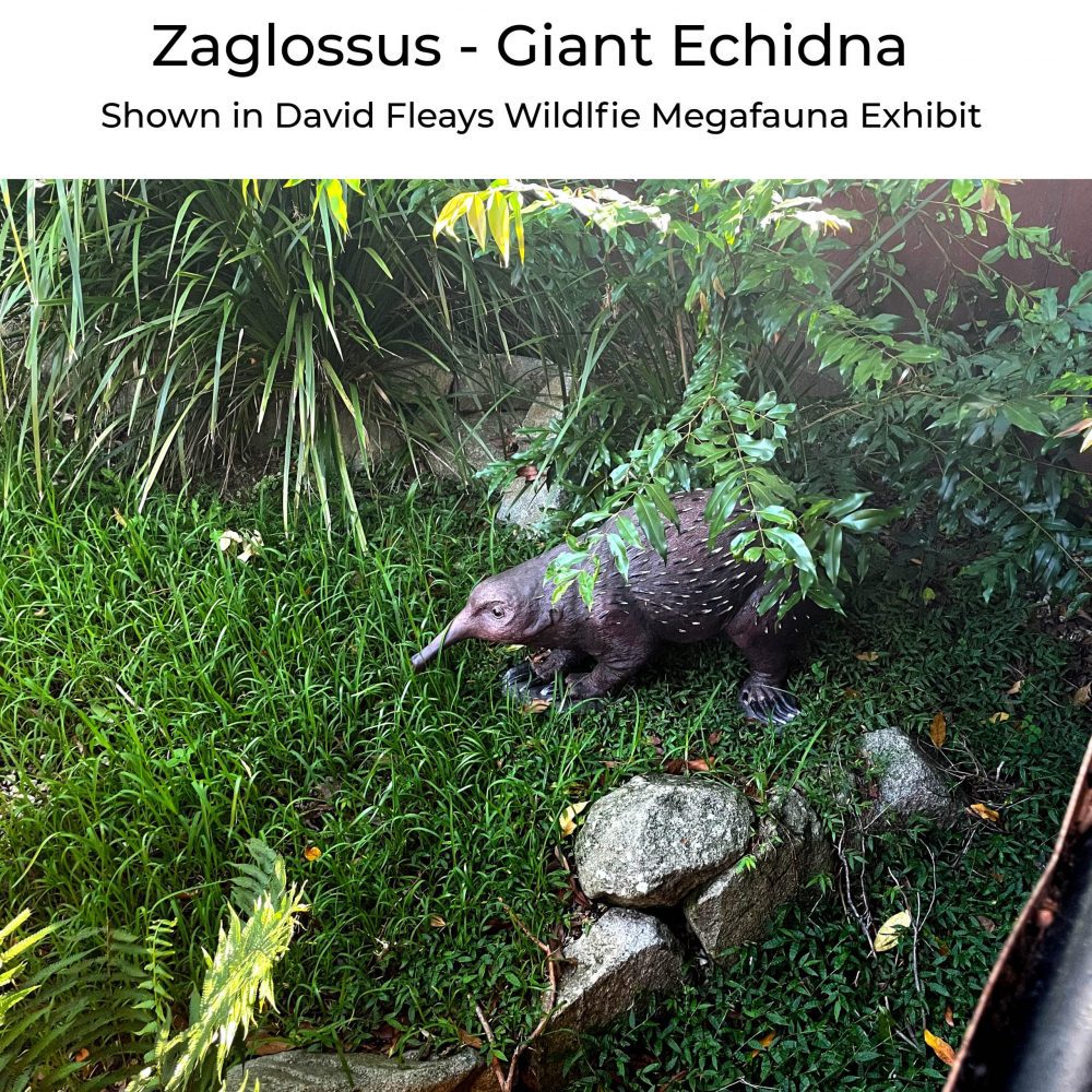 Zaglossus hacketti - Giant Echidna - Megafauna Sculpture - shown in exhibit David Fleay's Wildlife reserve