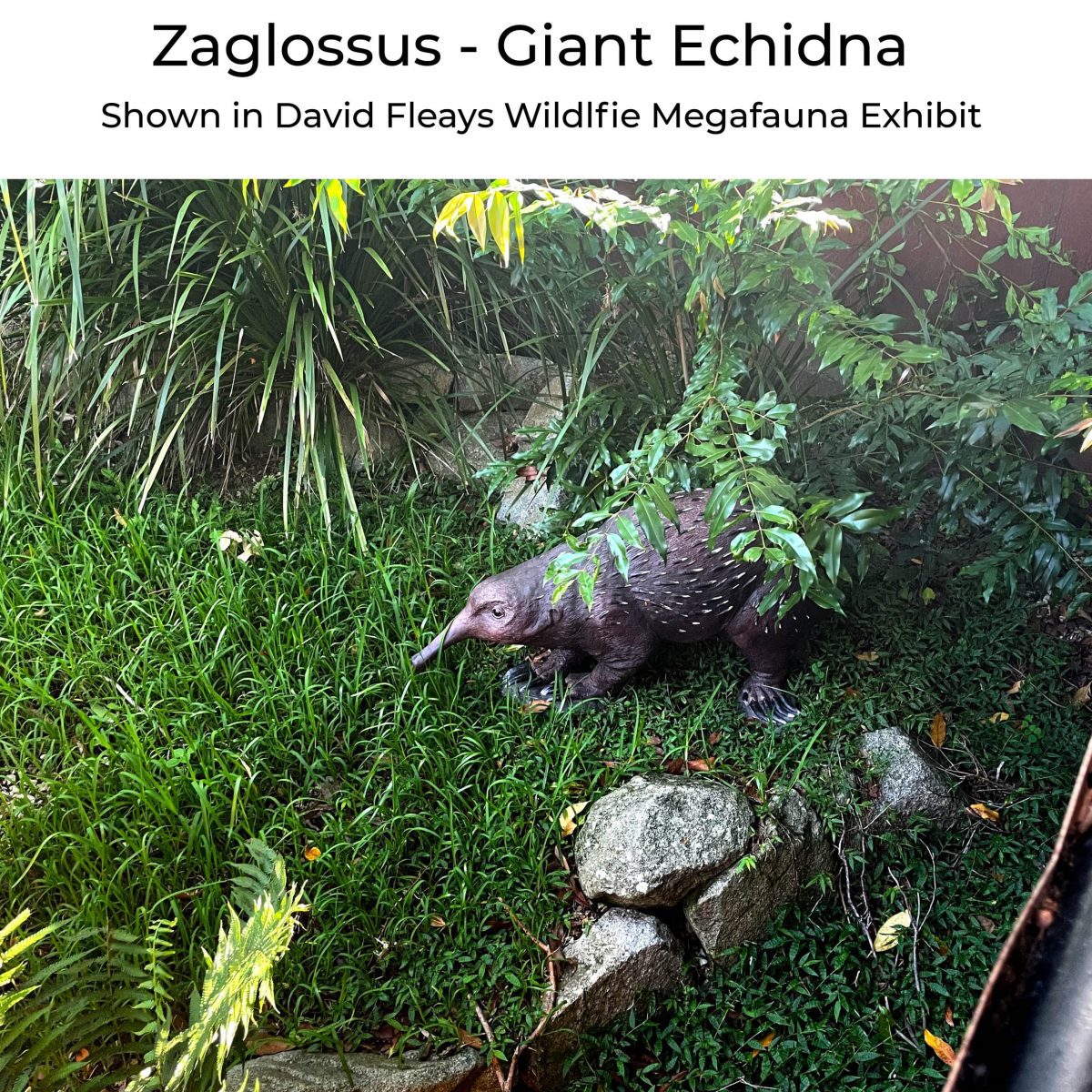 Natureworks Australia Zaglossus hacketti - Giant Echidna - Megafauna Sculpture - shown in exhibit David Fleay's Wildlife reserve