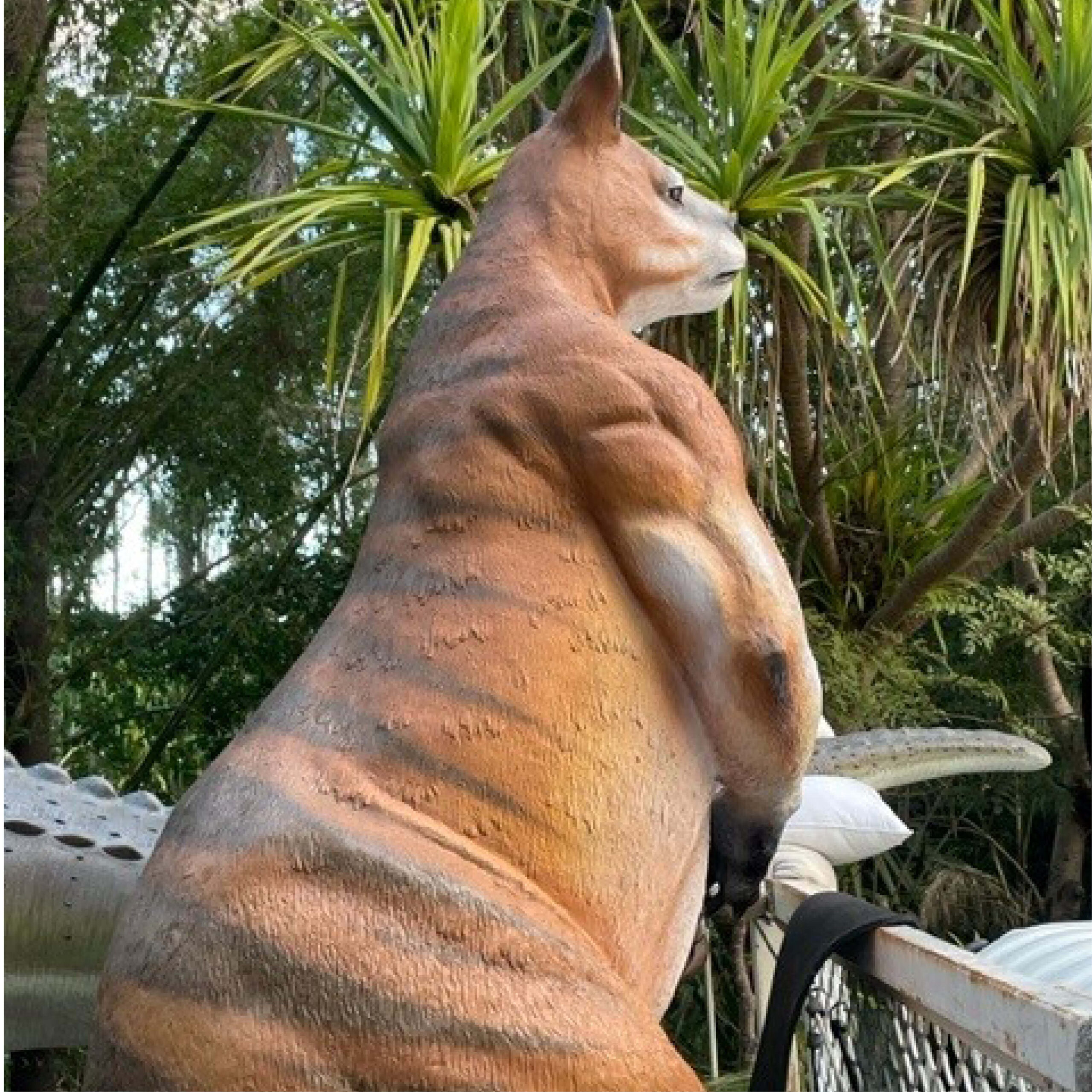 Natureworks Australia Procoptodon Goliah - Megafauna sculpture - of a giant Kangaroo - shown on truck ready for delivery to Botanical gardens