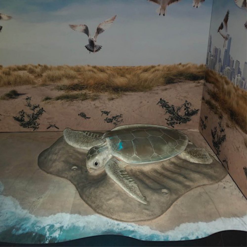 Beautiful handcrafted flatback turtle replica commission by Melbourne Aquarium