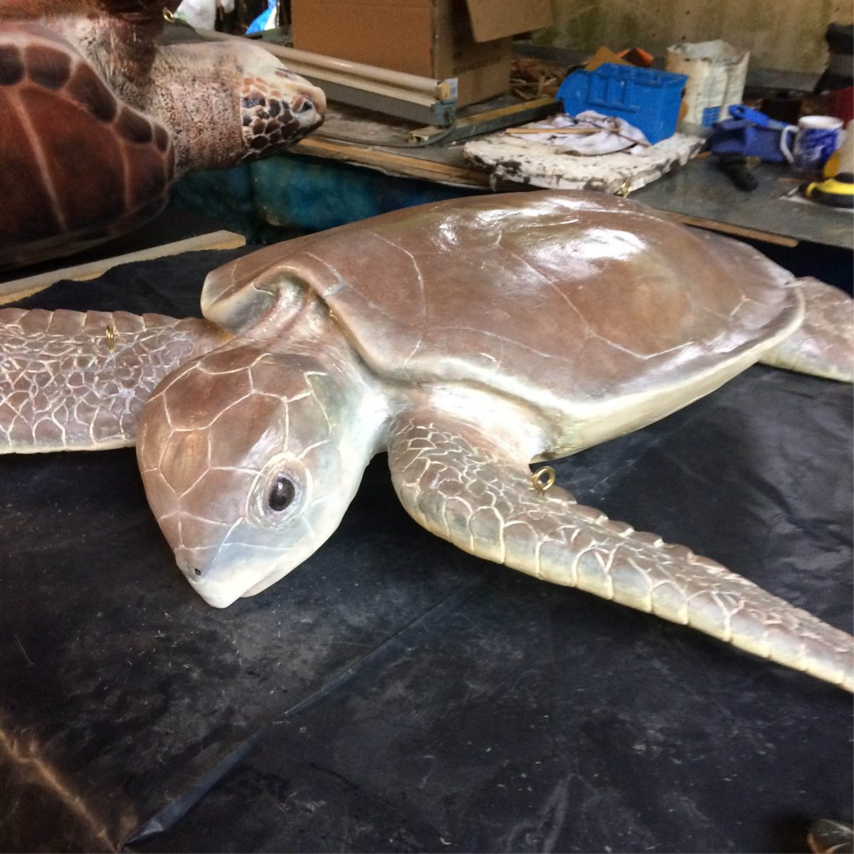 Natureworks Australia Flatback Turtle museum quality sculpture in warehouse