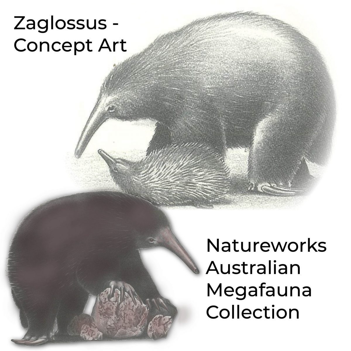 Natureworks Australia Zaglossus hacketti - Giant Echidna - Megafauna- concept art