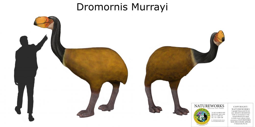 Museum quality Dromornis murrayi sculpture - looking left and looking right