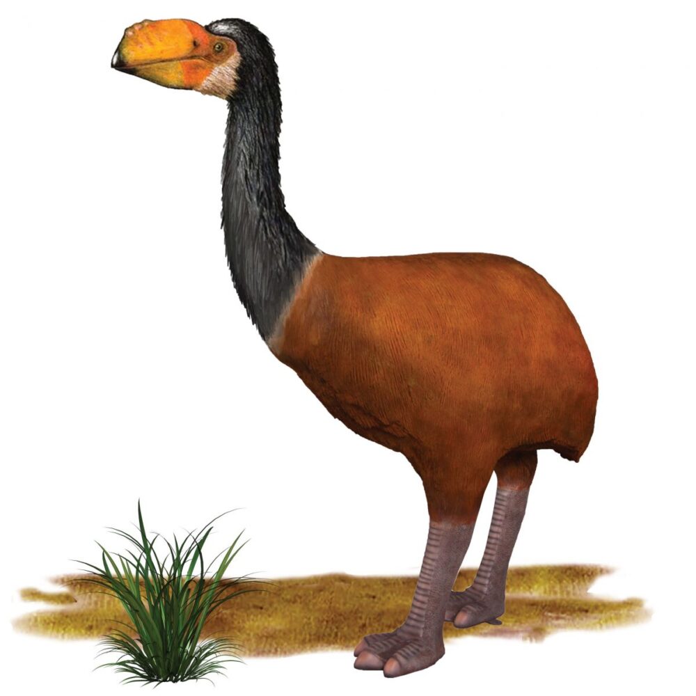 Dromornis murrayi 3d life-size museum quality sculpture