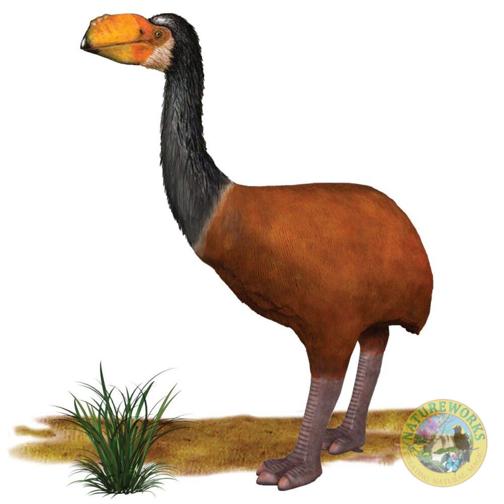 Dromornis murrayi 3d life-size museum quality sculpture