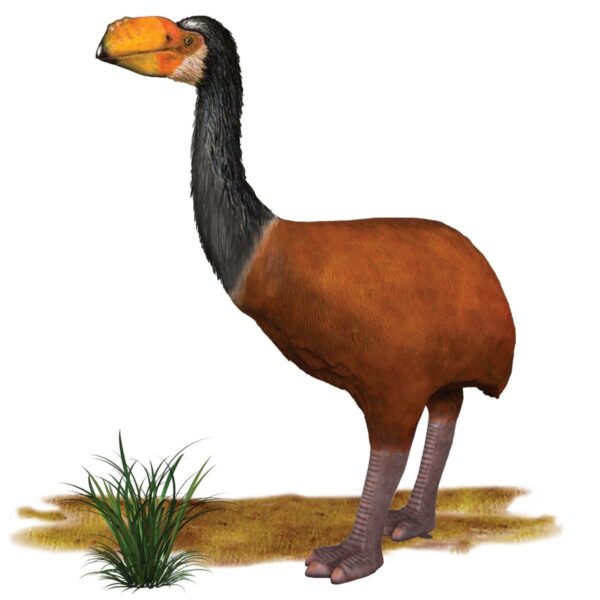 Dromornis murrayi 3d life-size museum quality sculpture