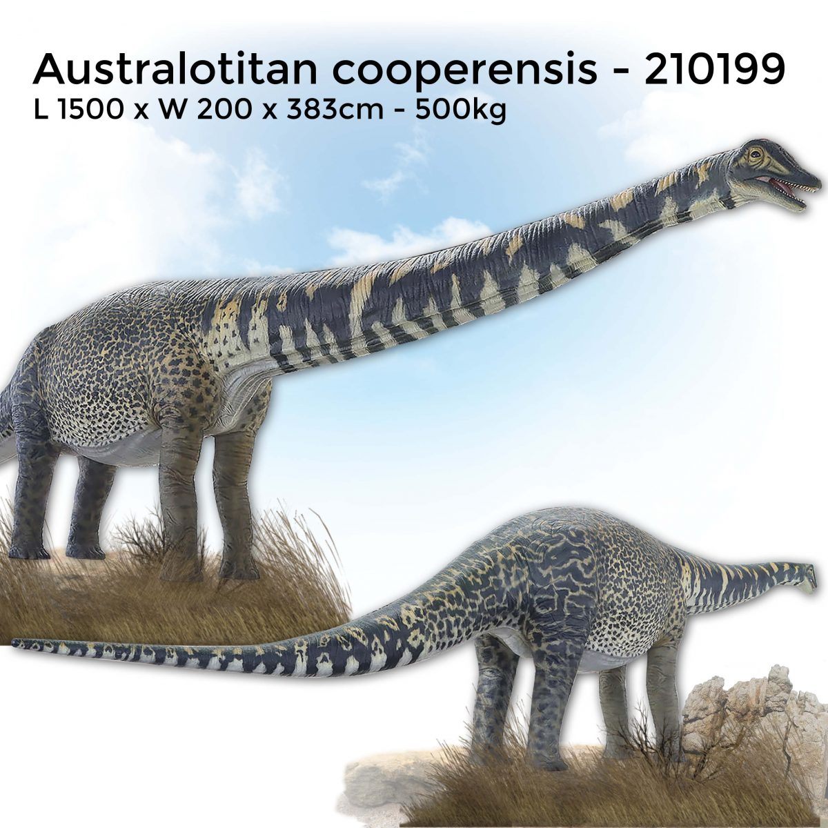 Natureworks Australia Australotitan cooperensis Adult sauropod 13.5m long Dinosaur Sculpture