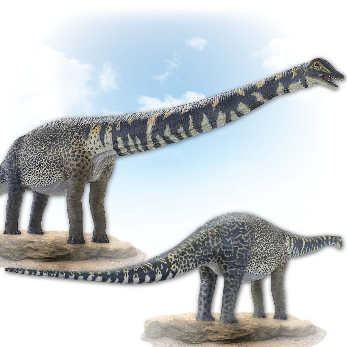 Natureworks Australia Australotitan cooperensis Adult sauropod 13.5m long Dinosaur Sculpture- front and rear view