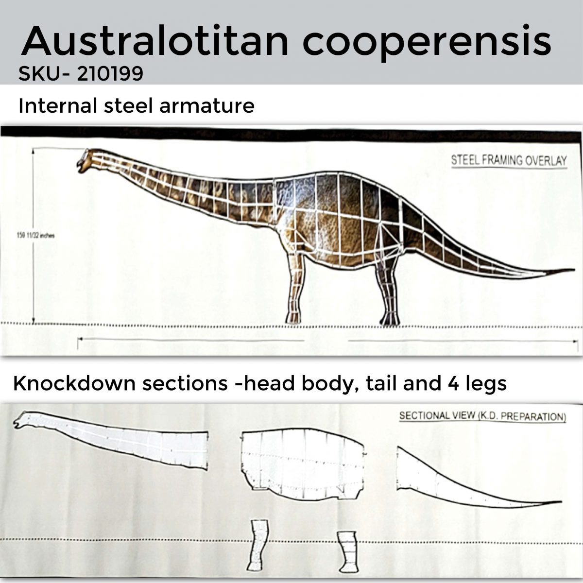 Natureworks Australia Australotitan cooperensis Adult sauropod 13.5m long Dinosaur Sculpture internal steel armature