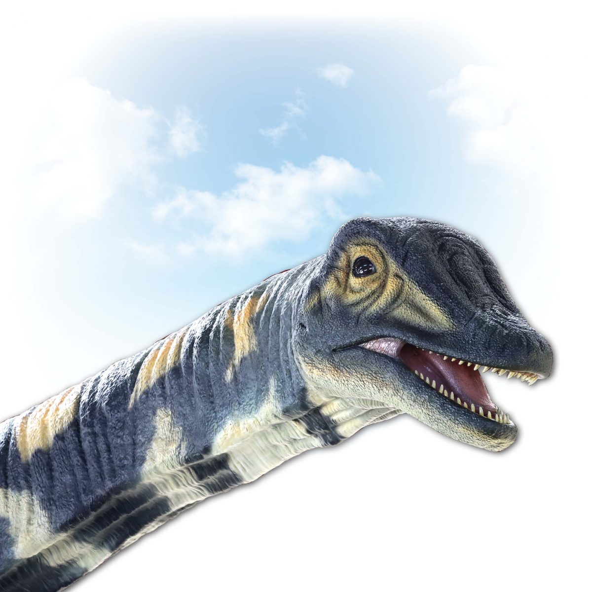 Natureworks Australia Australotitan cooperensis Adult sauropod 13.5m long Dinosaur Sculpture - head view