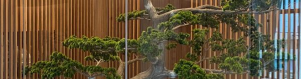 Tree in the reception area