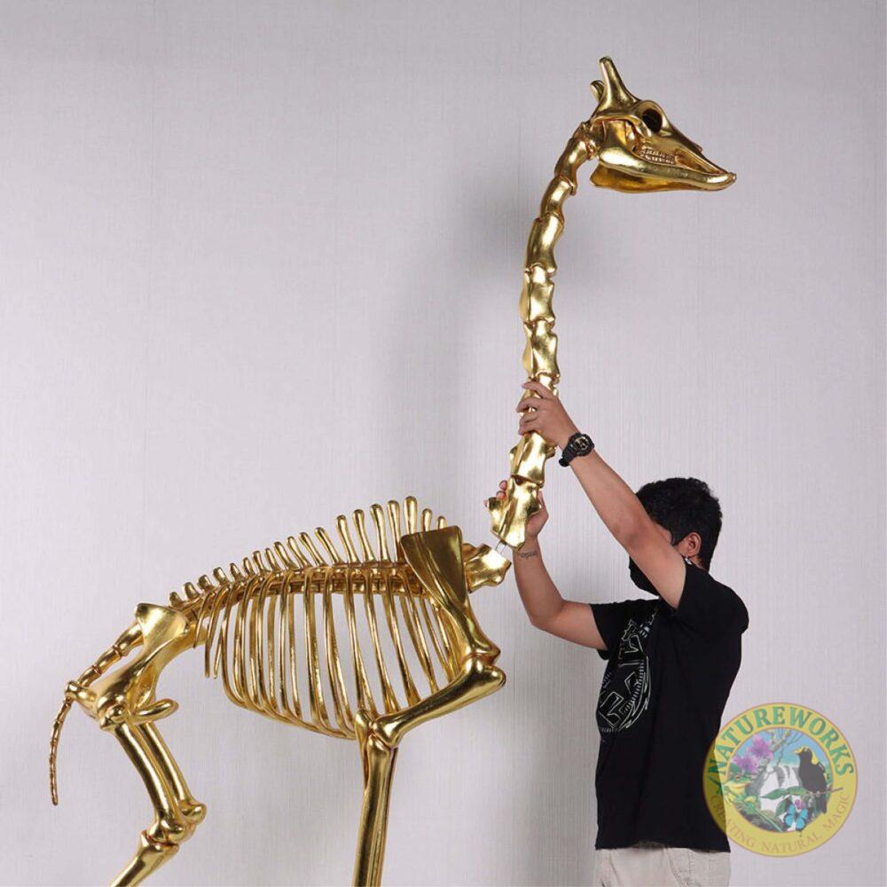 Natureworks Australia Giraffe Skeleton 8ft standing on metal base plate with Gold Leaf finish