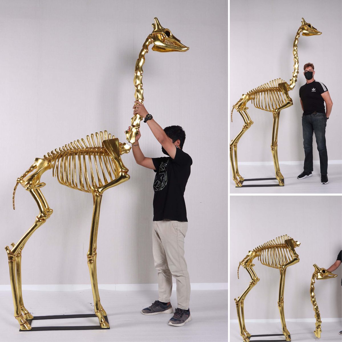 Natureworks Australia Giraffe Skeleton 8ft standing on metal base plate with Gold Leaf finish