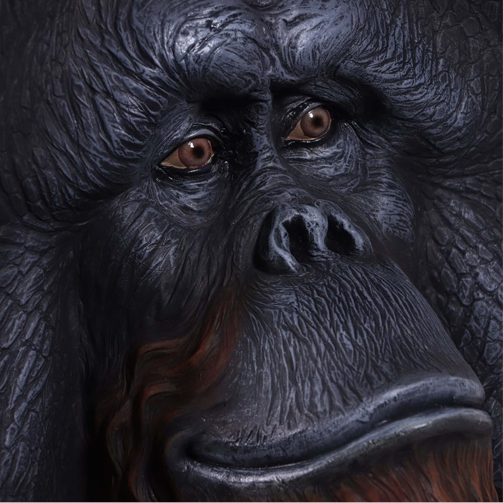 Orangutan Male life-size reproduction close up of face