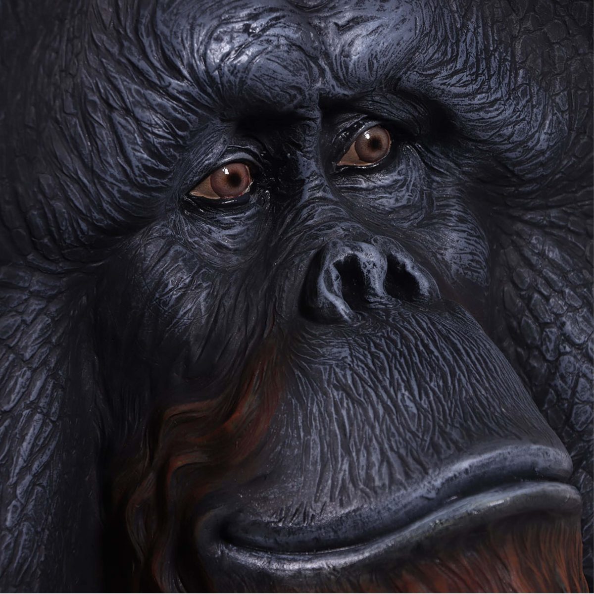 Natureworks Australia Orangutan Male life-size reproduction close up of face