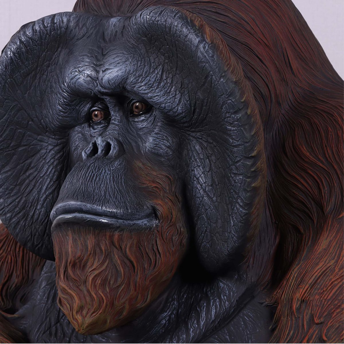 Natureworks Australia Orangutan Male life-size reproduction - head view