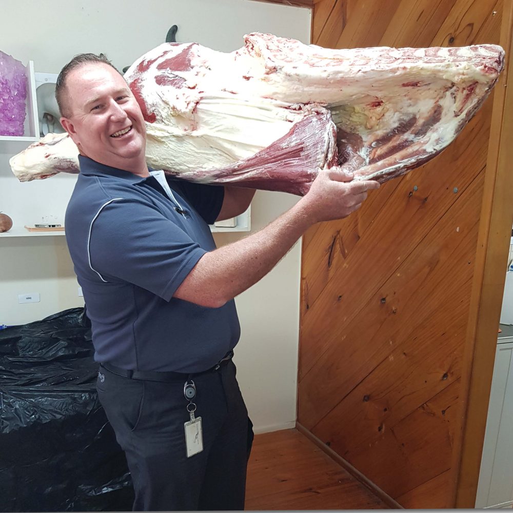 Sides of beef fake replica - L 1450 x W 500 x H 260cm