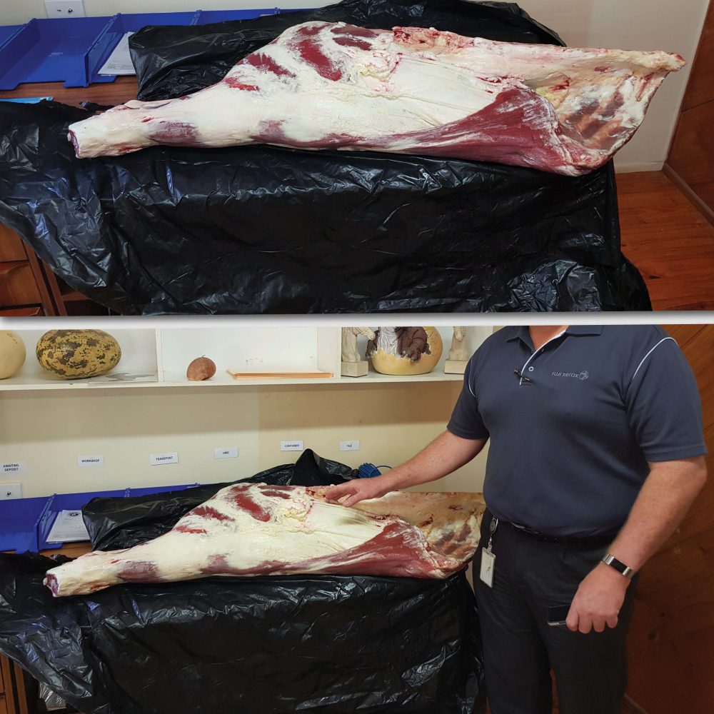 Sides of beef fake replica - L 1450 x W 500 x H 260cm