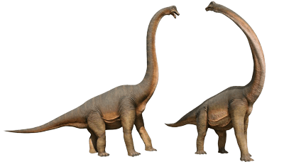 Natureworks Australia Brachiosaurus Dinosaur with straight neck and twisted neck