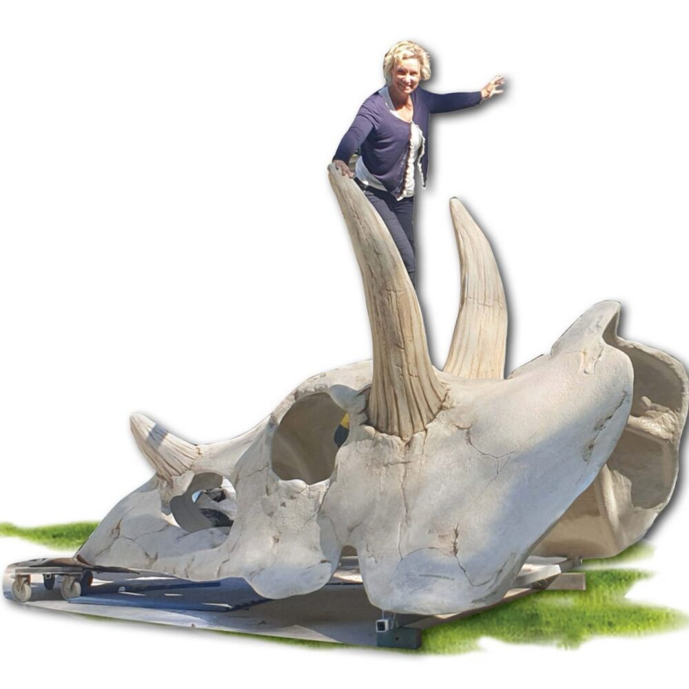 Triceratops Skull Playground climber