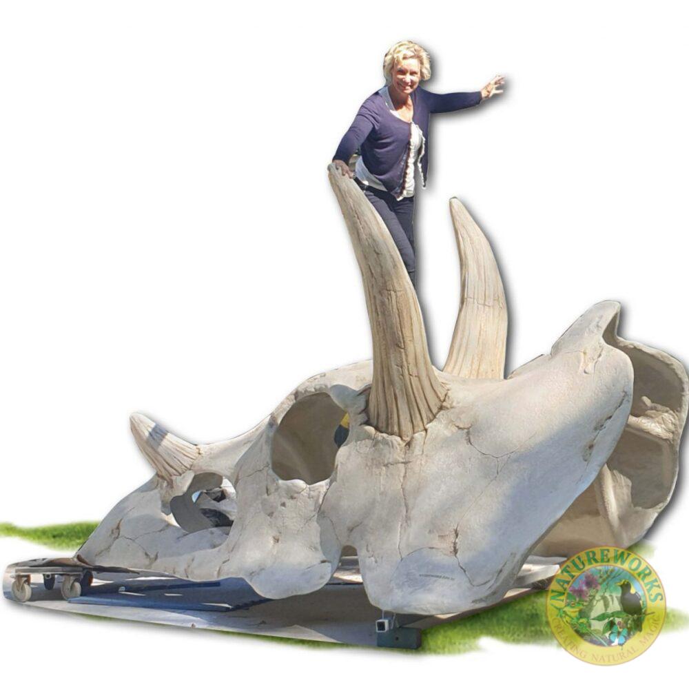 Natureworks Australia Triceratops Skull Playground climber