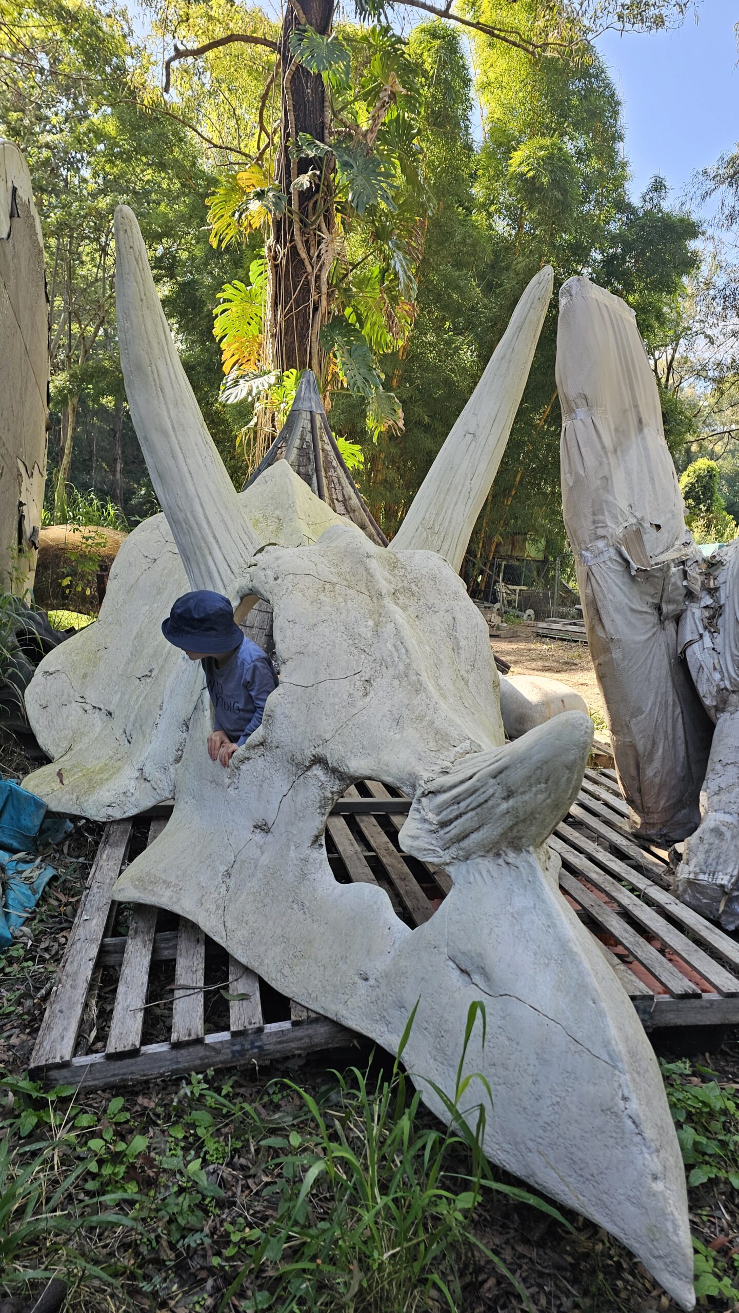Natureworks Australia Giant Triceratops skull climber with little boy at Natureworks studio