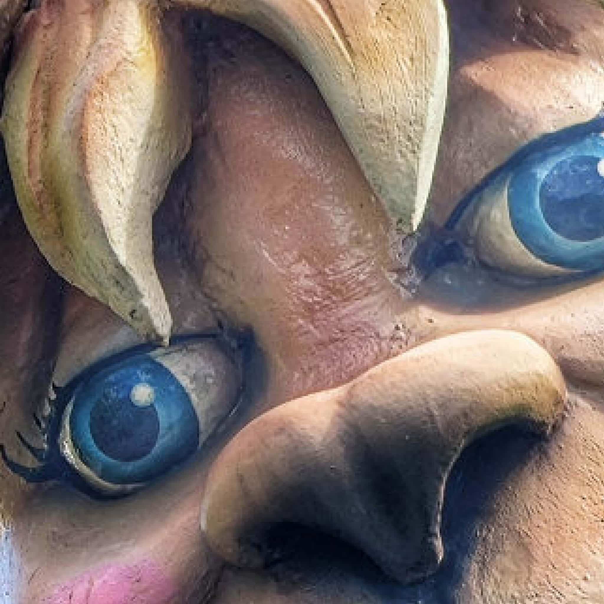 Natureworks Australia Giant Alpaca - Image 4