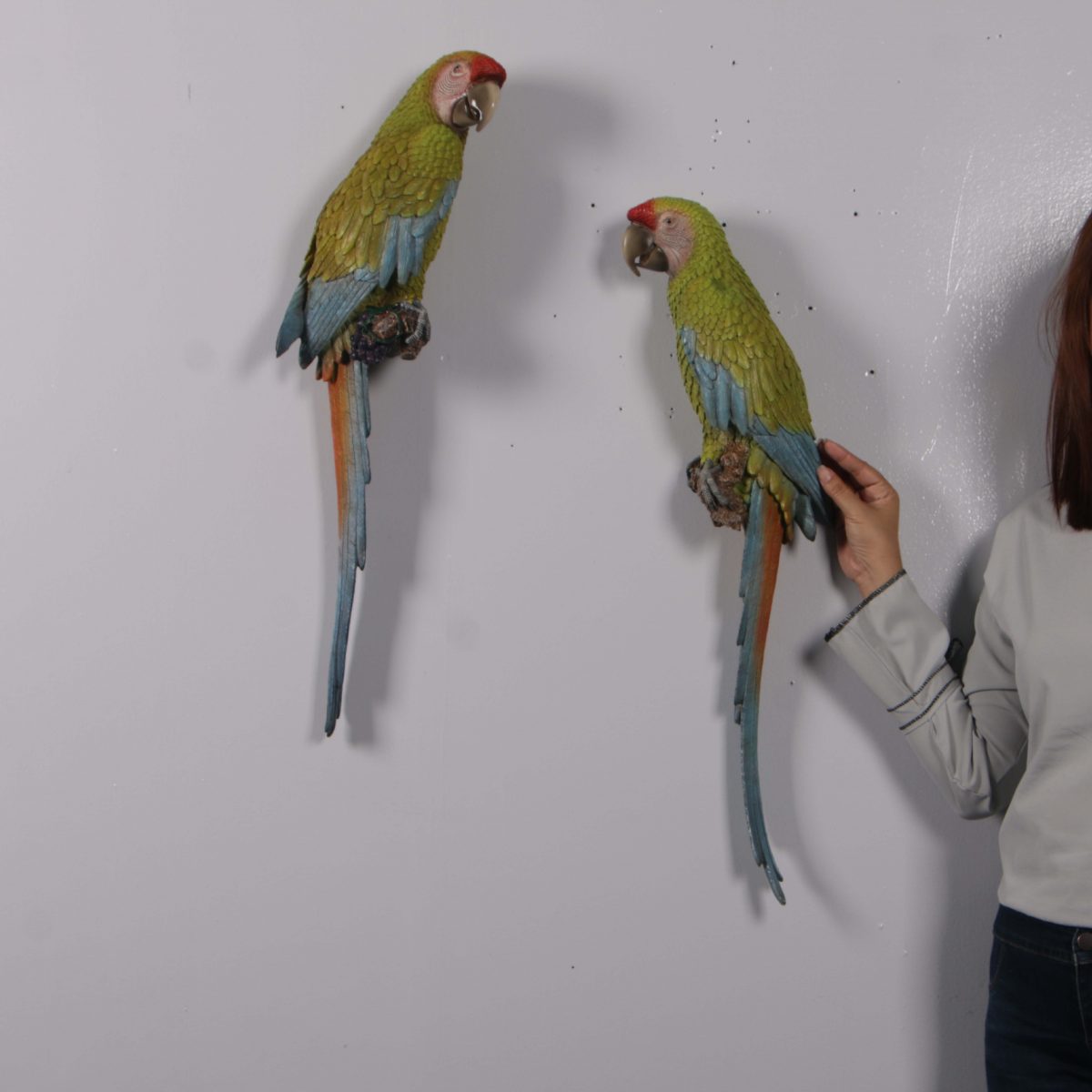 Natureworks Australia Macaw Buffon set of 2 - 70cm Wall Decor - Image 4