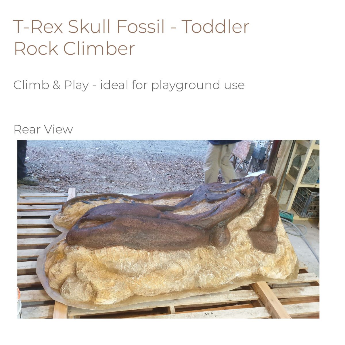 Natureworks Australia T-Rex Skull Fossil - Toddler Rock Climber for sale -showing rear view