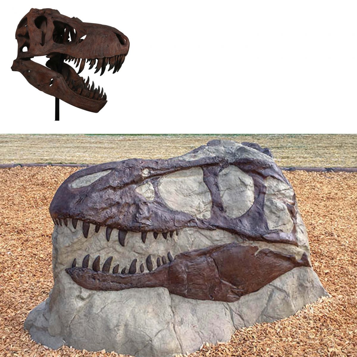 Natureworks Australia T-REX Skull Fossil - Toddler Rock Climber