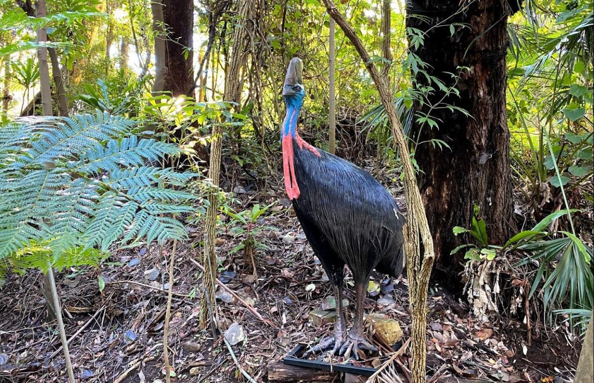 Natureworks Australia Cassowary sculpture
