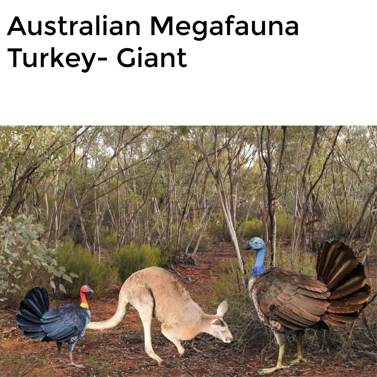 Natureworks Australia Megafauna Turkey - Giant - lifesize replica - shown with other animals