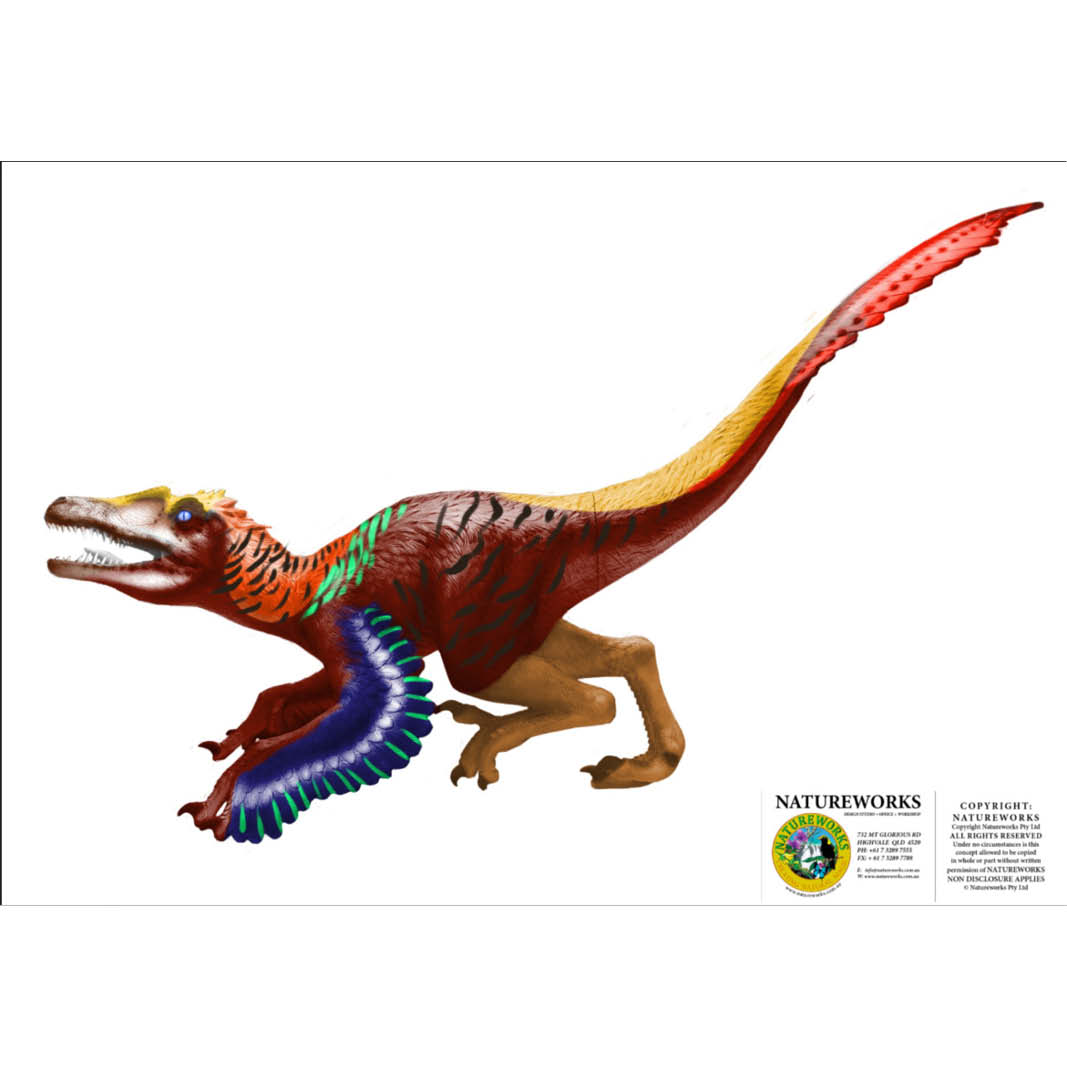 Natureworks Australia Velociraptor Dinosaur - Feathered - Image 12