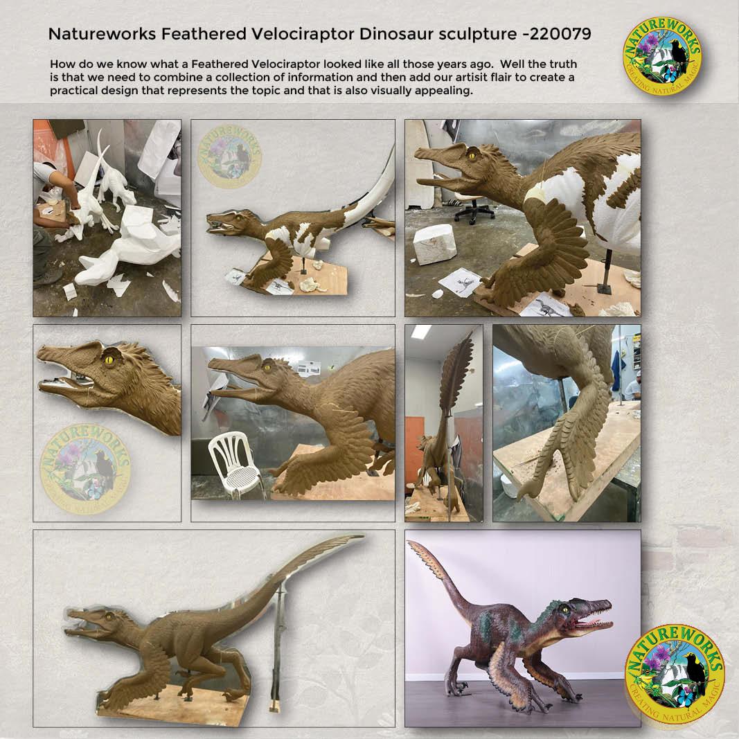 Natureworks Australia Natureworks Feathered Velociraptor behind the scenes photos - how we build this velociraptor sculpture - 220079