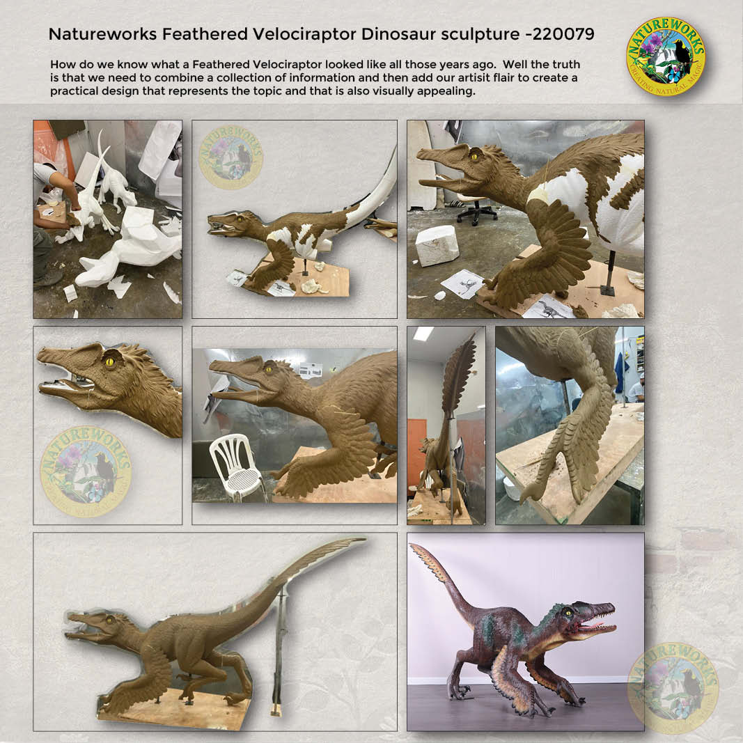 Natureworks Australia Natureworks Feathered Velociraptor behind the scenes photos - how we build this velociraptor sculpture - 220079