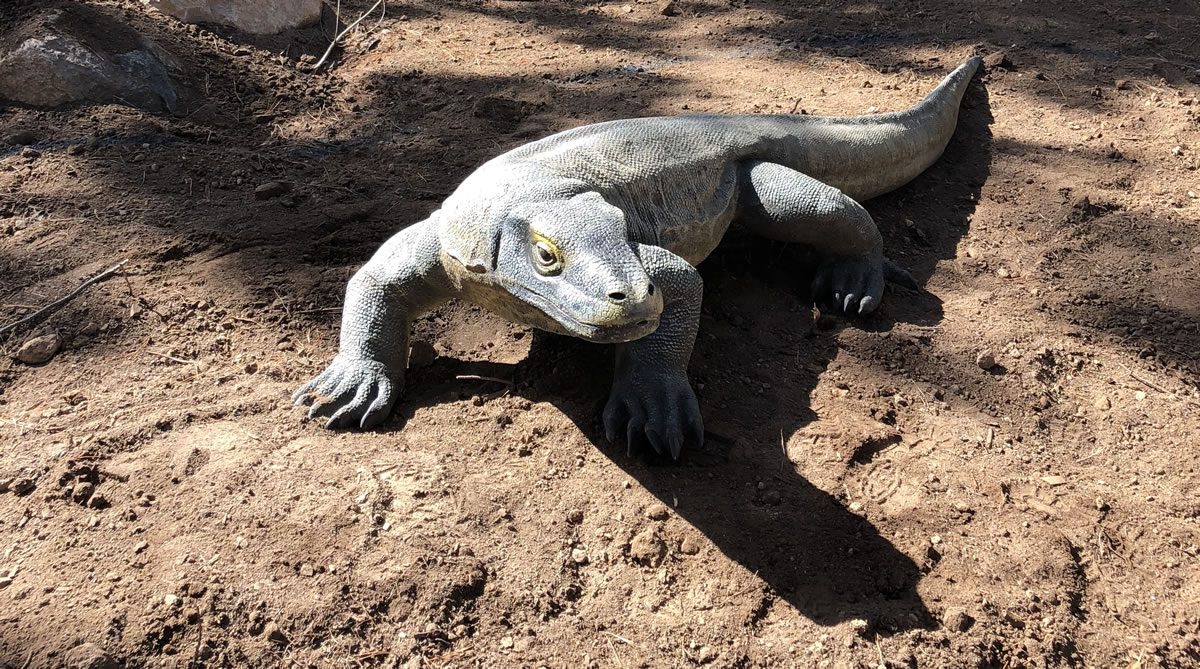 Natureworks Australia Komodo dragon life-size sculpture