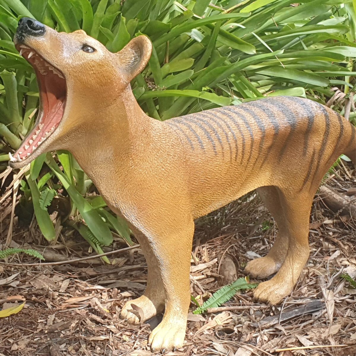 Natureworks Australia Thylacine - Tasmanian Tiger - Sculpture - Showing mouth open - new sculpture - outside in garden