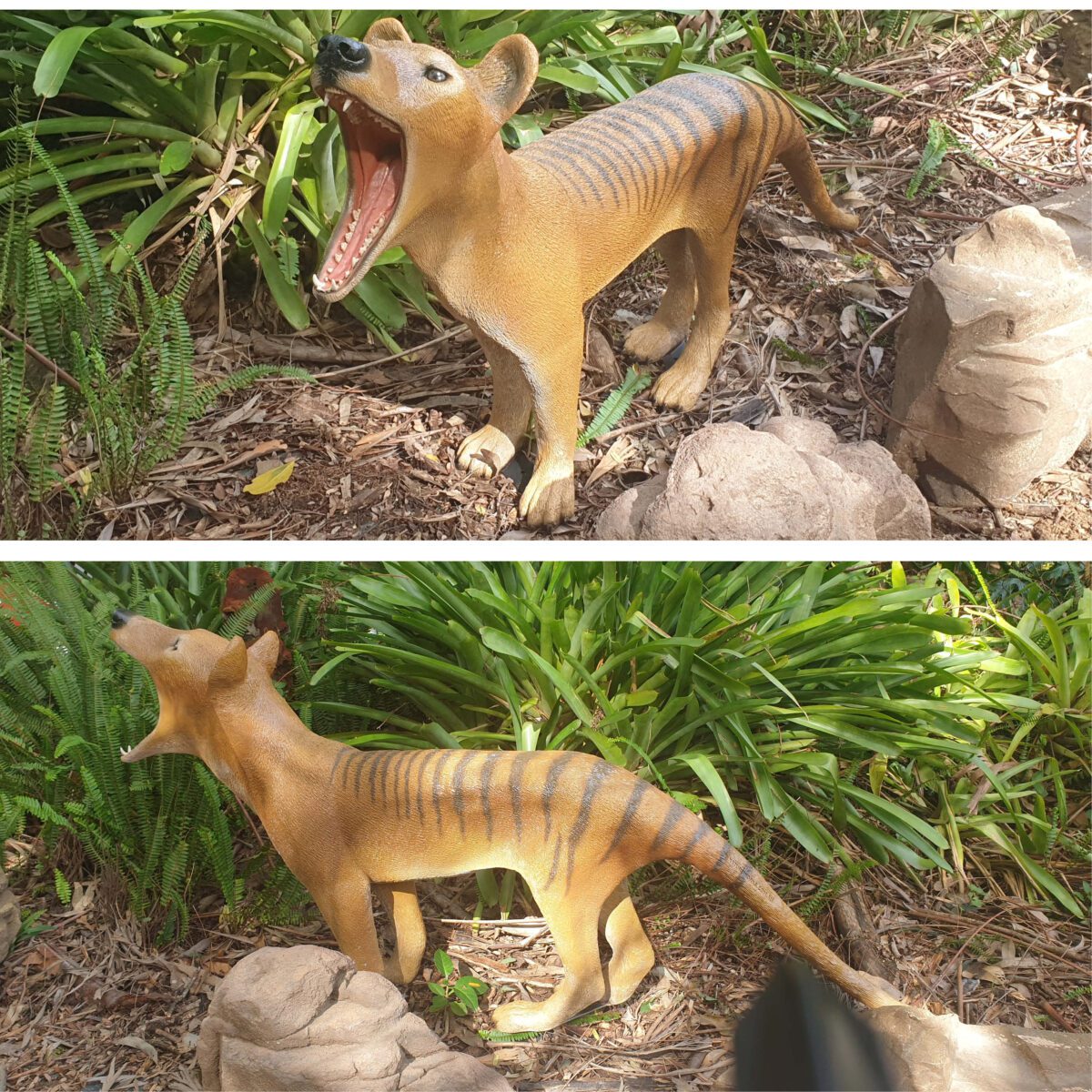 Natureworks Australia Thylacine - Tasmanian Tiger - Sculpture - Showing mouth open - new sculpture - outside in garden- various views