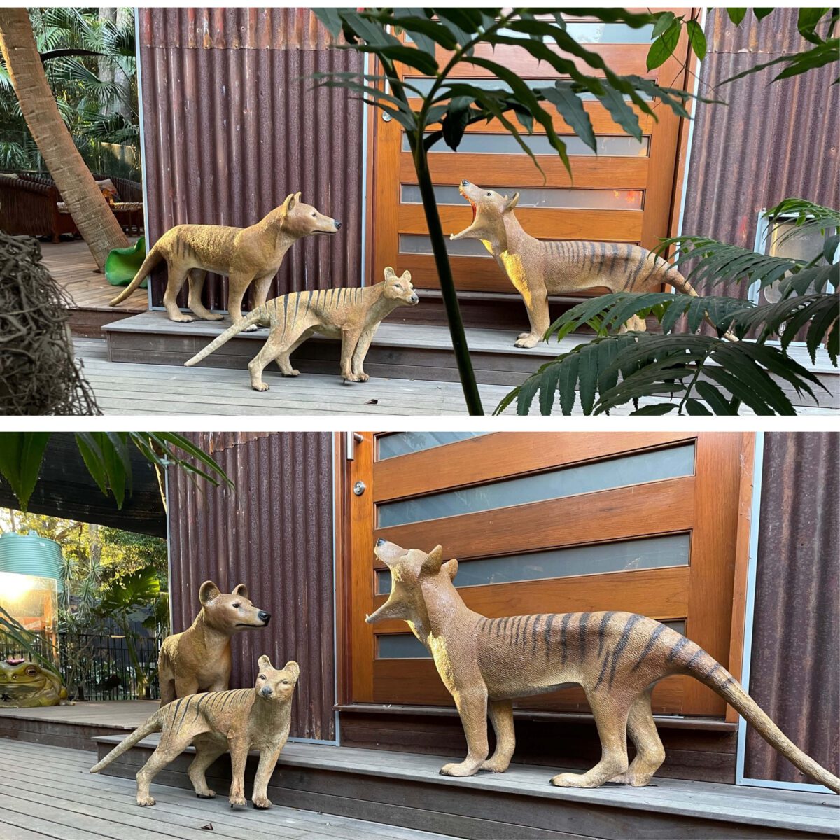 Natureworks Australia Thylacine - Tasmanian Tiger - Sculpture - Showing mouth open - new sculpture - outside near house