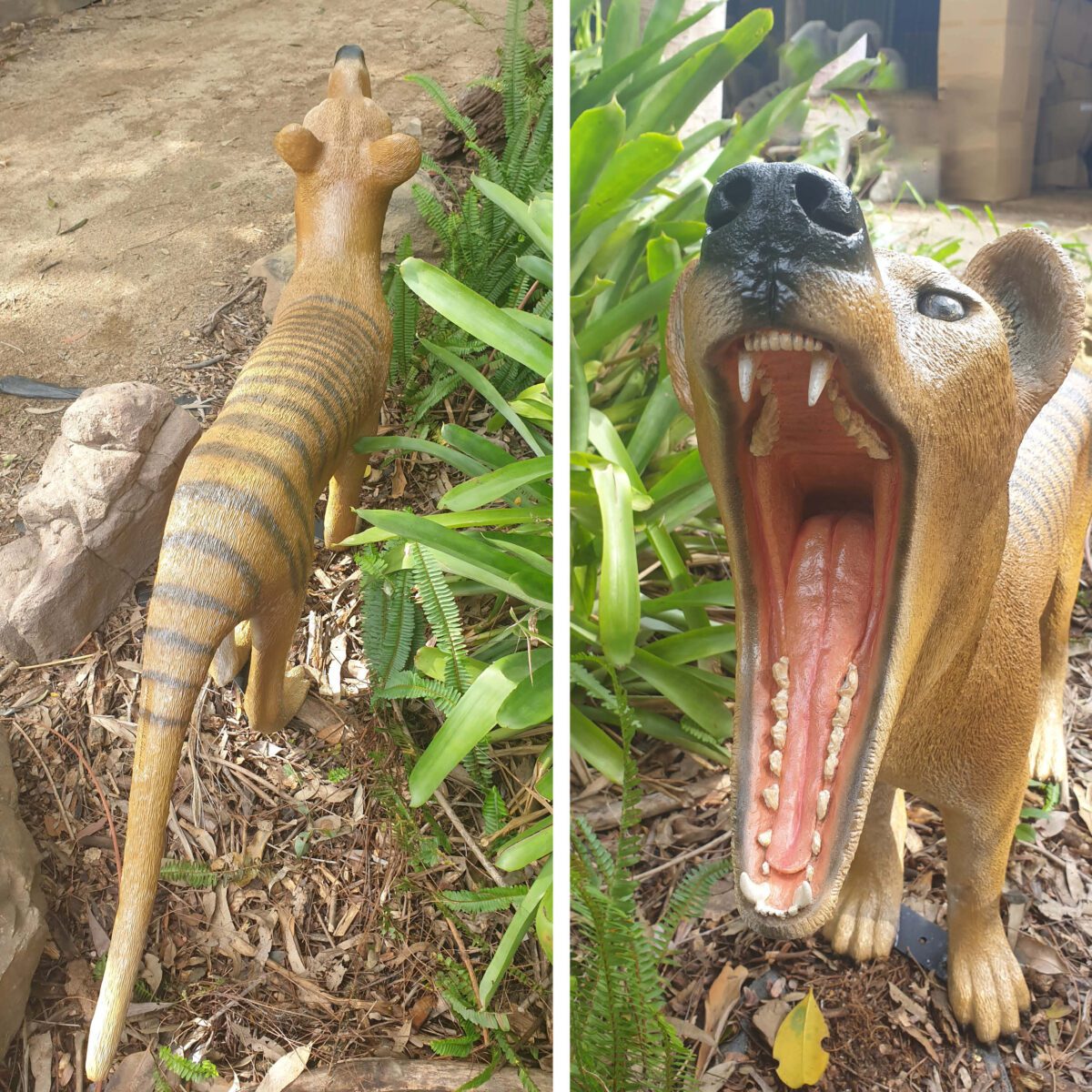 Natureworks Australia Thylacine - Tasmanian Tiger - Sculpture - Showing mouth open - new sculpture - outside in garden- rear and close up of mouth