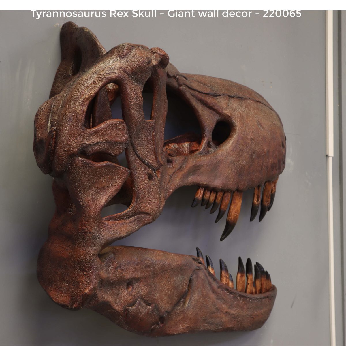Natureworks Australia Tyrannosaurus Rex skull,- Wall decor