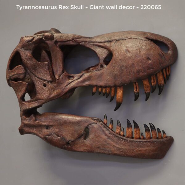 Tyrannosaurus Rex skull,- Wall decor